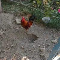 مرغ و خروس