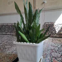 گل طبیعی