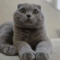 گربه اسکاتیش و بریتیش نر و ماده