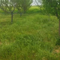 خدمات باغبانی وقطره ای شخم با دستگاه تیلر پرقدرت
