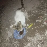 واگذاری رایگان بچه گربه