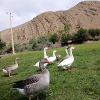 مرغ خروس اردک غاز