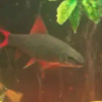 ماهی شارک ۲ عدد