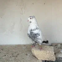 جفت دمبی دم سرور