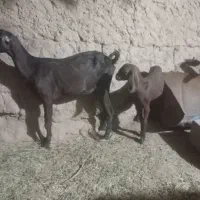 یک بز با کهرش