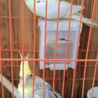 عروس هلندی    اسباب بازی گربه گربه پرشین کلاسیک