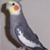 عروس هلندی گم شده