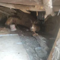 خرگوش بالغ