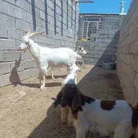 بز سانن