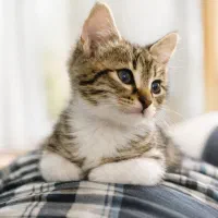 واگذاری به سرپرست خوب
