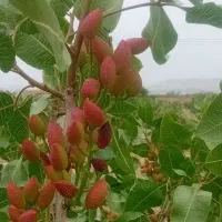 پسته