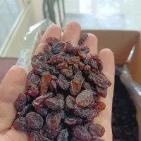 کشمش پلویی افتابی و طلایی و گلدن