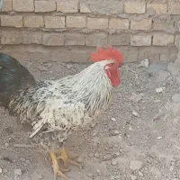 خروس