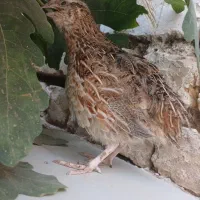 بلدرچین نر