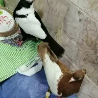 کبوتر یکت سفید. و سرخ. زرد سار موشی دسپر