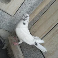 کبوتر