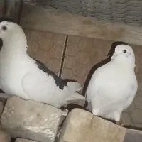 کبوتر.