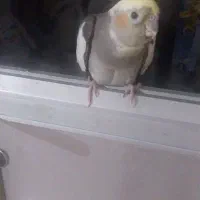 عروس هلندی ماده آماده