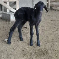 بره چند روزه و سه ماهه