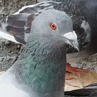 سه عدد کفتر