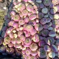 **چغندرشلغم برای دام