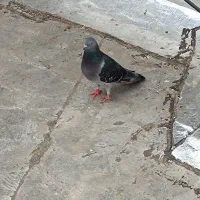 کبوتر نامه بر و شازده ماده