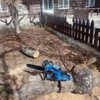 هرس برش درخت رایگان با اره موتوری