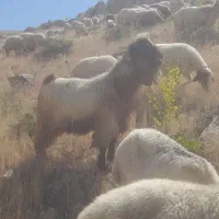 ساورین جوان هم گوشتی وهم داشتی