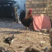خروس و مرغ