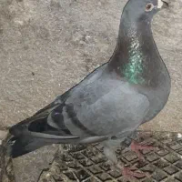 توضیحات بخون اول