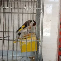 سهره نر  چهار عدد فروشی