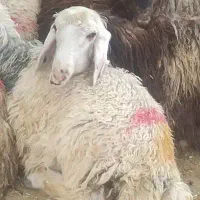 اگهی  زنده عنوان گوشتی با ارسال رایگان