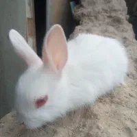 بچه خرگوش|موش و خرگوش|یزد, |دیوار