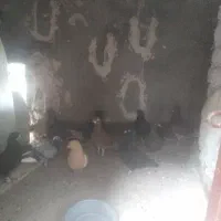 کفتر
