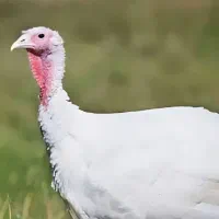 فروش جوجه بوقلمون و تامین خوراک