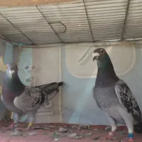 کبوترپلاکی درجه یک