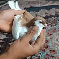 کفتر چب زرد