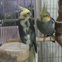 عروس هلندی
