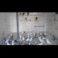 کبوتر حراج