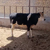 گوساله نر سیمینتال