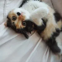 بچه گربه اسکاتیش فولد