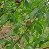 باغچه|فروش زمین و ملک کلنگی|کنگاور, |دیوار