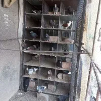فرو ش فوری کبوتر