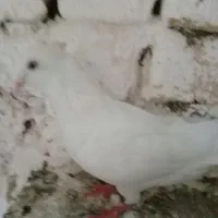 کبوتراراکی قزوینی