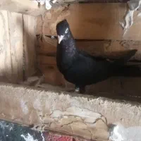 زاغ سرو درجه ۱