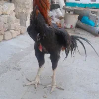 خروس لاری
