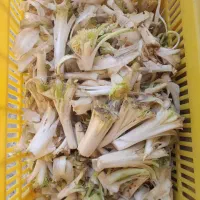 کنگر تازه کوهی