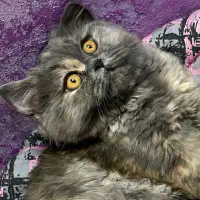 گربه بریتیش ماده