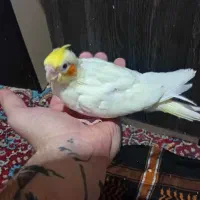 جوجه عروس هلندی