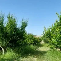 باغ-ویلا2200متری-سندتک-برگ-شهریار-میدان-نماز-ونک